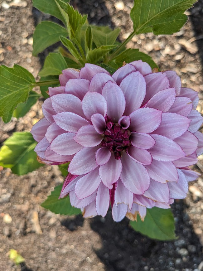 Creme de Cassis