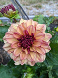 Creme de Cognac