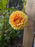 Golden Scepter