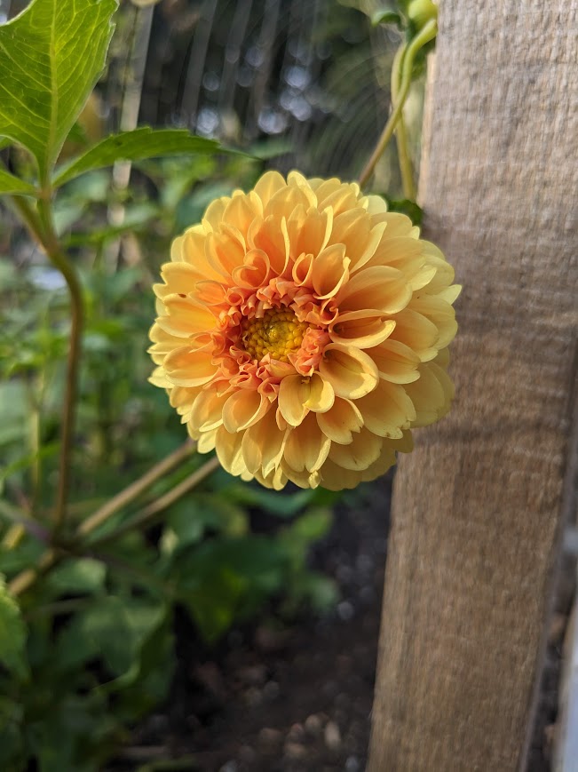 Golden Scepter