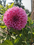 Pink Sylvia