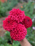 Tahoma Velvet