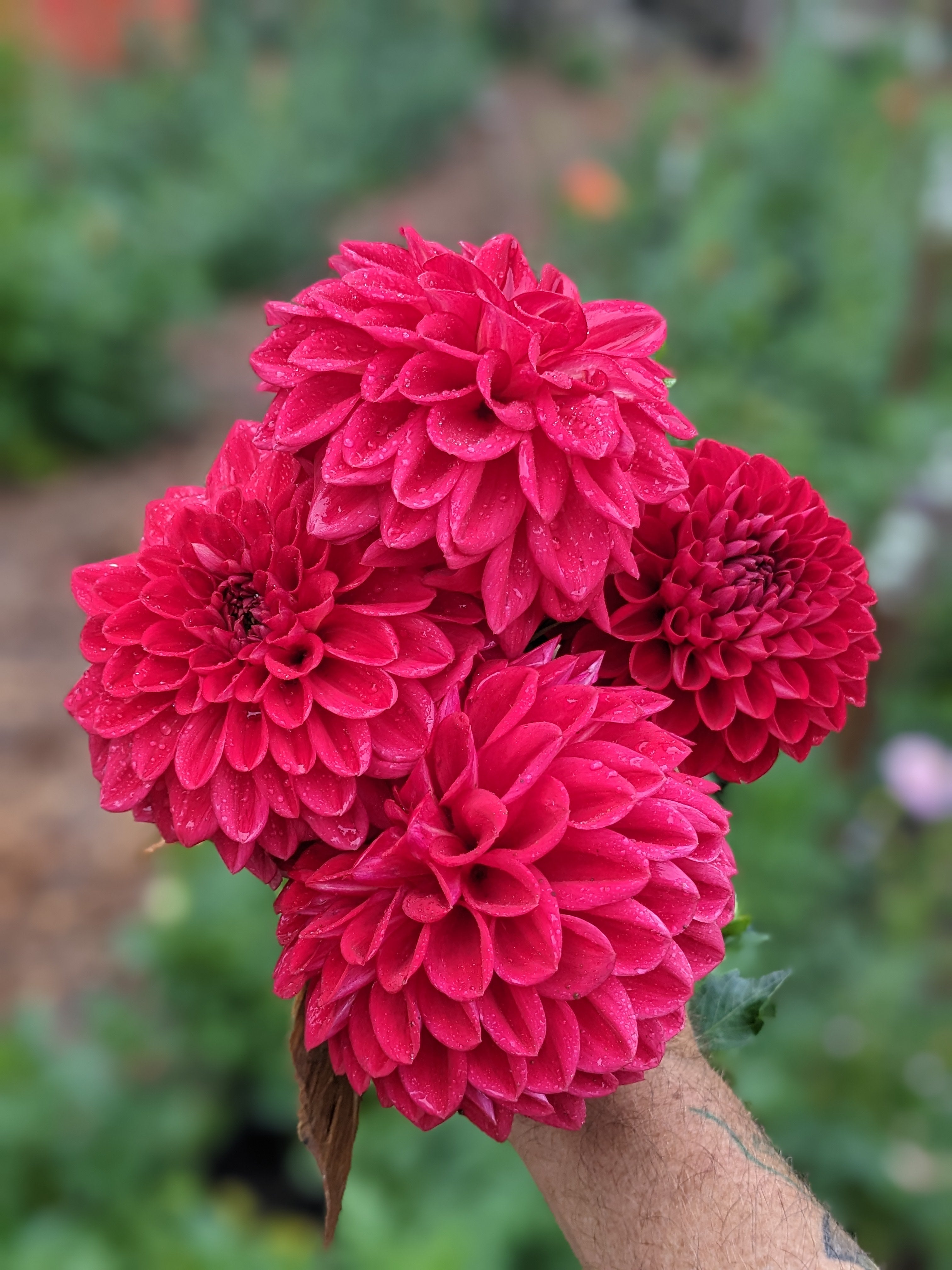 Tahoma Velvet