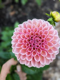 Bracken Rose