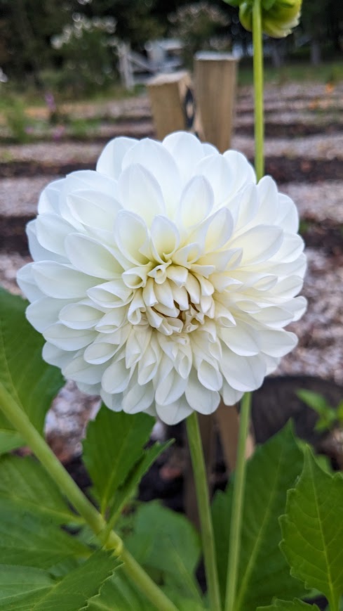 Brookside Snowball