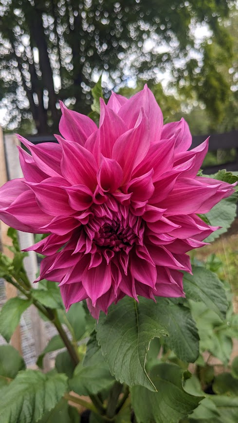 Cafe au Lait Rose