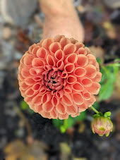 Chimacum Nadjae