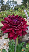 Hollyhill Black Widow