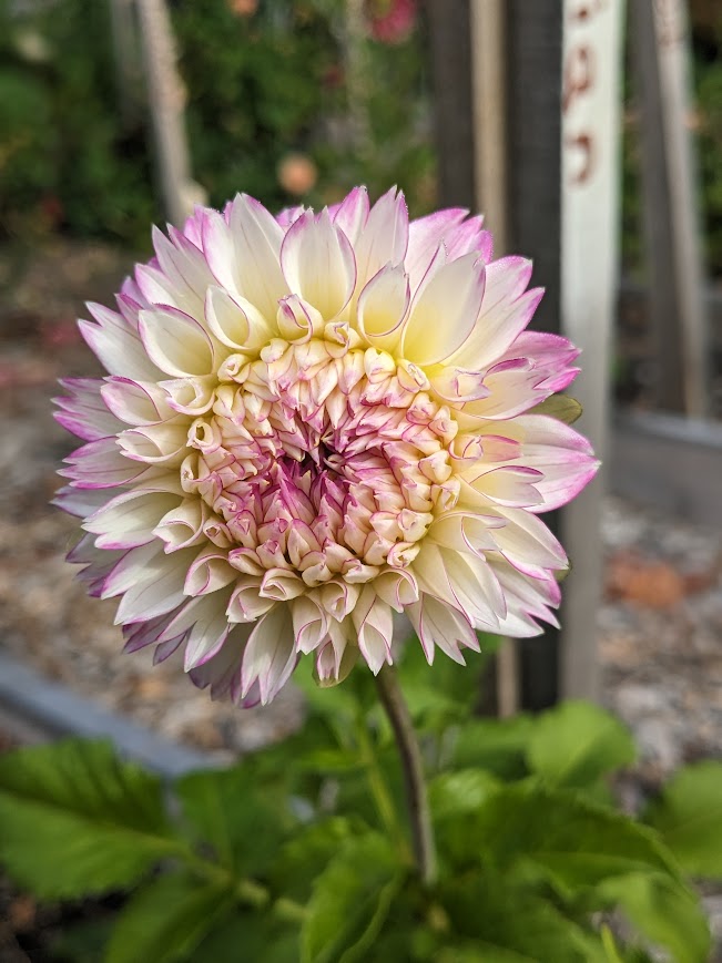 Hollyhill Pinky