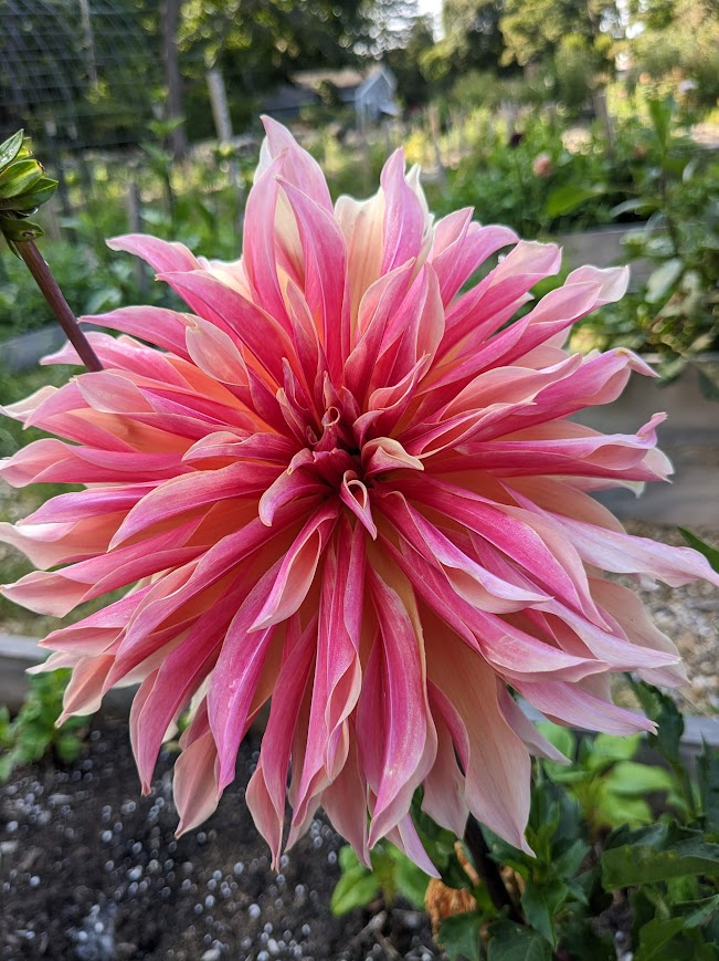 Labyrinth