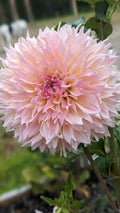Lee's Pink Grapefruit