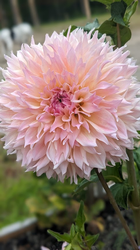 Lee's Pink Grapefruit