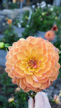 Pam Howden