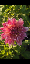 Penhill Dark Monarch