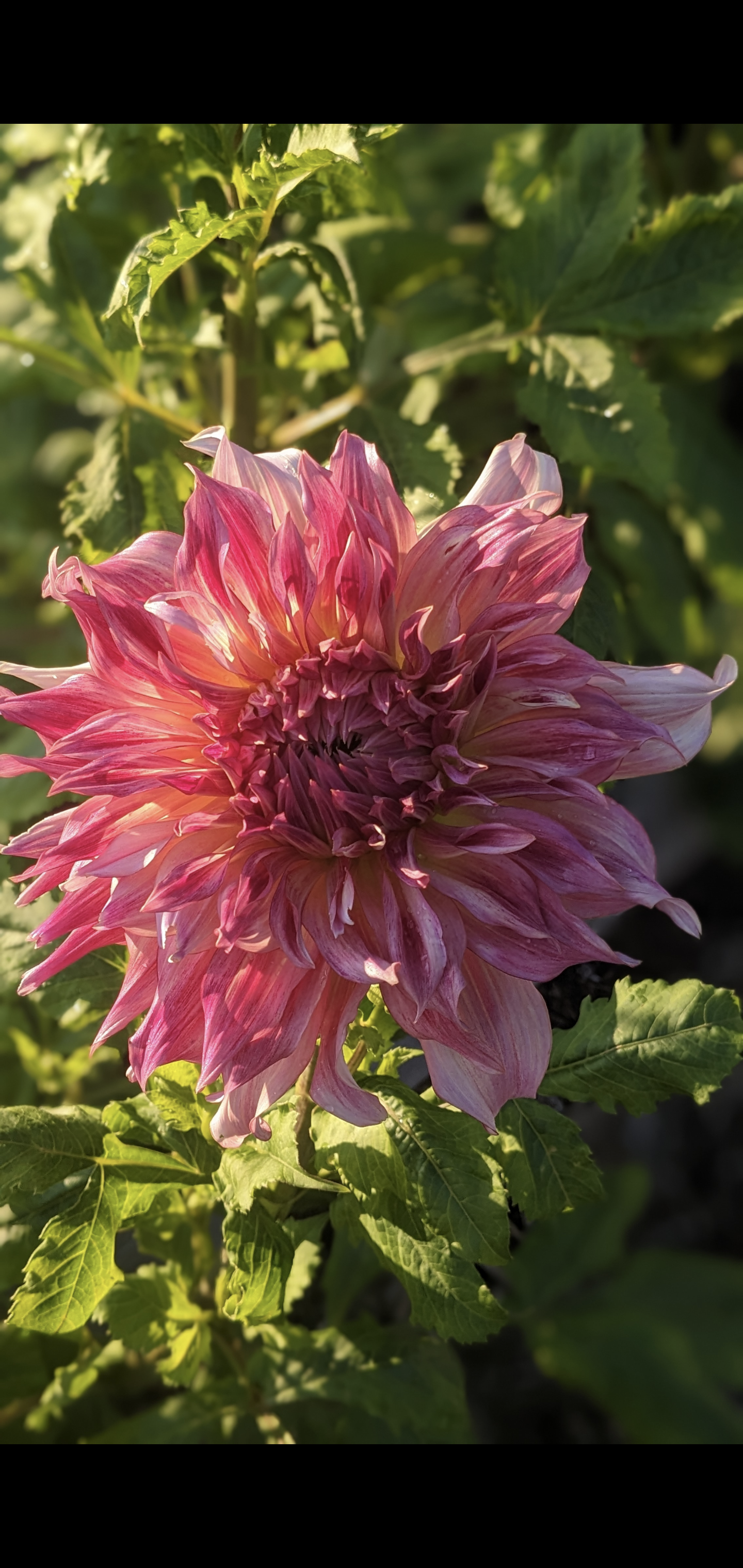 Penhill Dark Monarch