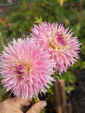 Pinelands Princess