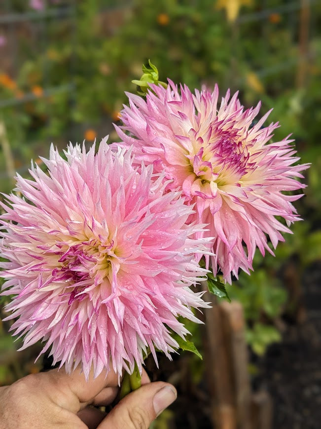 Pinelands Princess