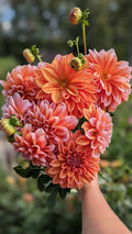 Robann Creamsicle