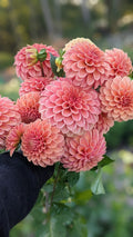 Rose Toscano