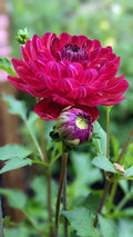 Sandia Bertha
