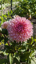 Sweet Sanne