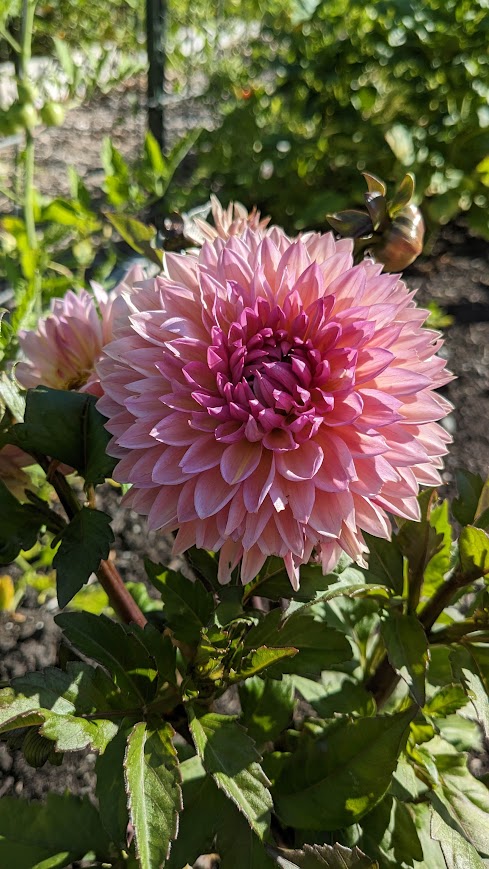 Sweet Sanne