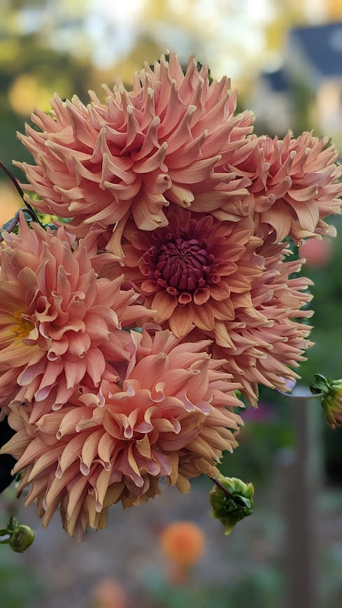 Terracotta