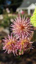Wyn's Mauve Mist