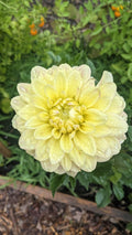 Wyn's New Pastel
